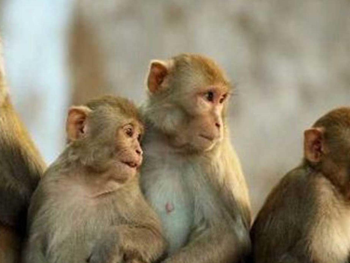 बाँदरले बालीनाली सखाप पार्न थालेपछि बैतडीका किसान हैरान